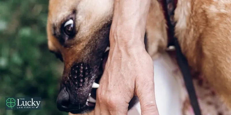 Abogado con experiencia en mordeduras de perro en el centro