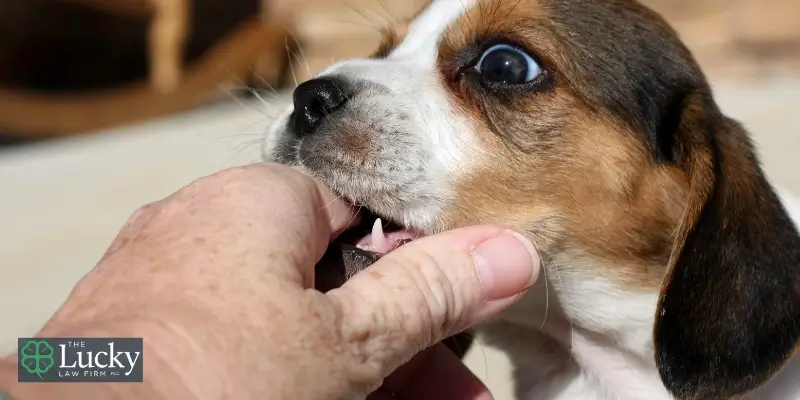 Abogado especializado en mordeduras de perro